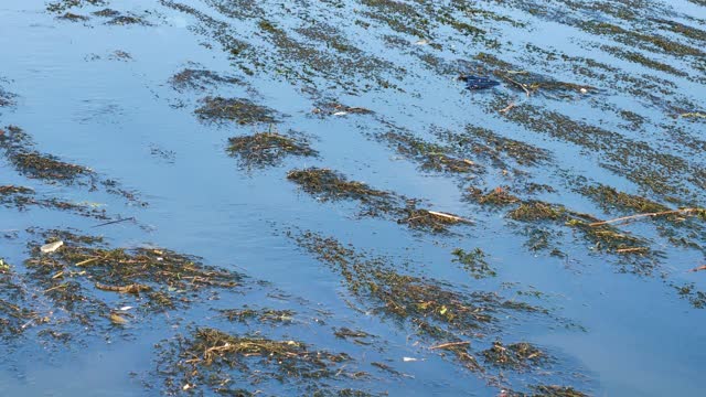 洪水污染视频下载