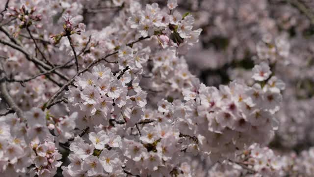 樱花视频素材