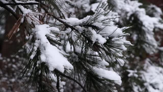 翠绿的松叶上覆盖着白雪视频下载