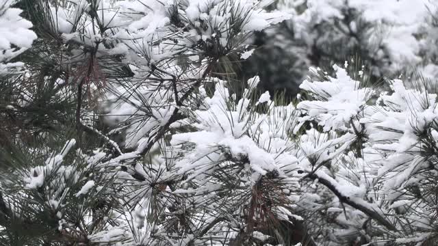 翠绿的松叶上覆盖着白雪视频下载