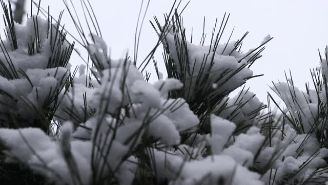 白雪视频下载