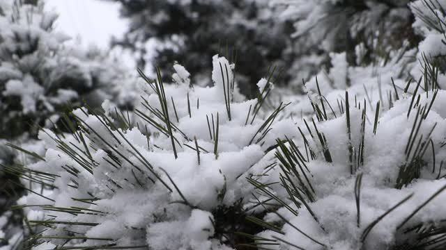 翠绿的松叶上覆盖着白雪视频下载