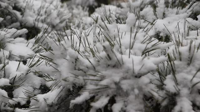 翠绿的松叶上覆盖着白雪视频下载