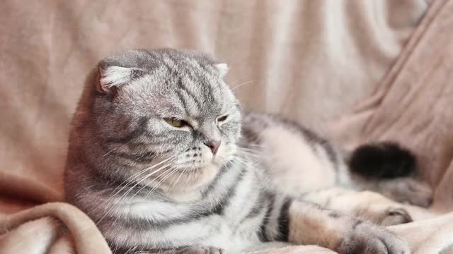 灰色的苏格兰折耳猫饶有兴趣地舔着嘴唇，伸出舌头。视频素材