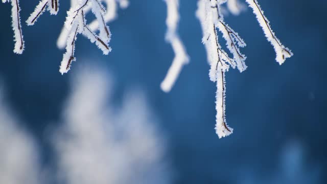 冬天森林里白雪覆盖的树木视频素材