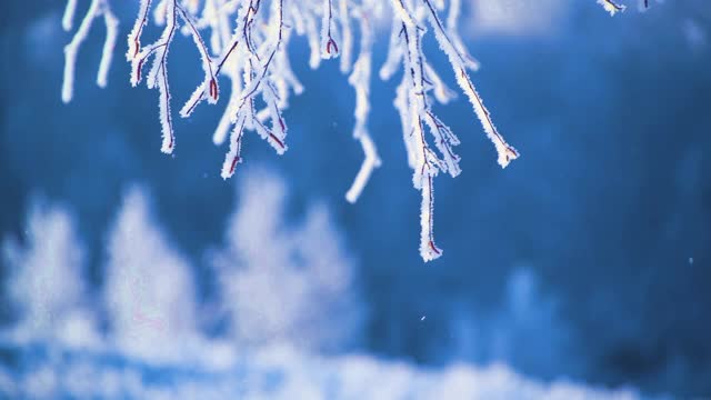 冬天森林里白雪覆盖的树木视频素材