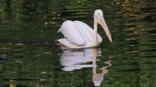 达尔马提亚鹈鹕(Pelecanus crispus)是鹈鹕家族中最大的成员，也许是世界上最大的淡水鸟类，尽管在重量和长度上可以与最大的天鹅媲美。视频素材