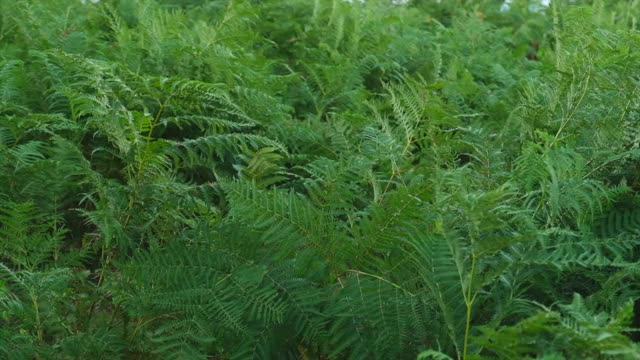 森林中的蕨类叶子。绿色、自然、平和的植物背景。视频素材