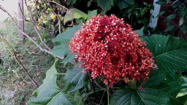 花园里有粉红色的花。视频素材