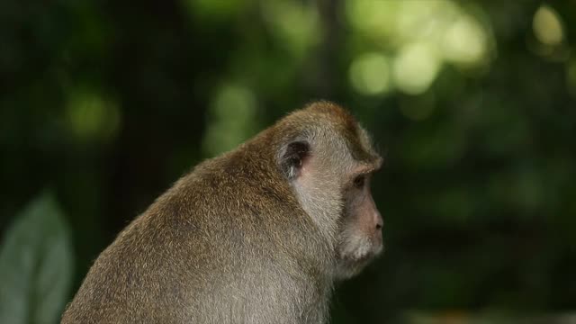 阿斯克达顿神庙中的猴子，位于印度尼西亚巴厘岛的热带森林中，也被称为猴庙视频素材