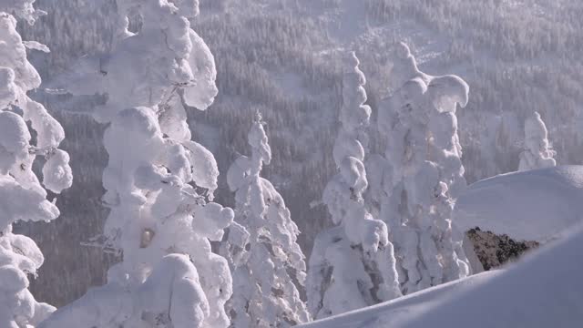 树上的晨霜和晶莹的雪花。冬天飘落的雪花视频素材