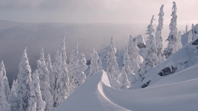 冬季在山上的冷杉树林。从上面看，松树被雪覆盖。视频素材