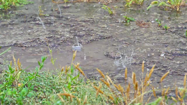 草甸宏雨视频素材