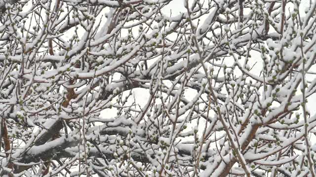 雪落树枝树视频素材