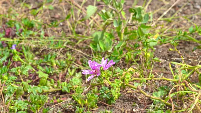 草甸宏雨视频素材