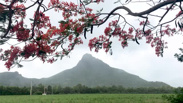 美丽的火焰树，火焰树，龙葵与山的背景，毛里求斯视频素材