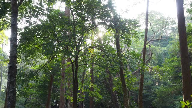 在雨林中寻找一棵树视频素材