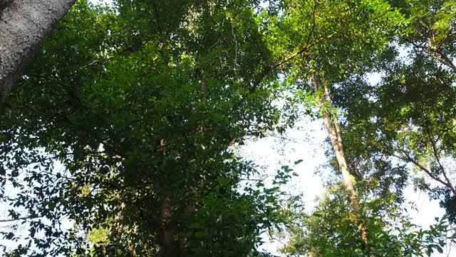 在热带雨林中寻找一棵树视频素材