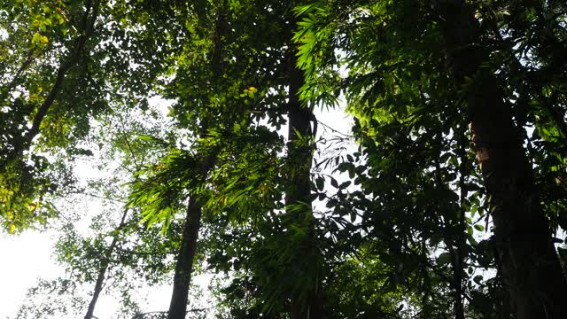 在雨林中寻找一棵树视频素材