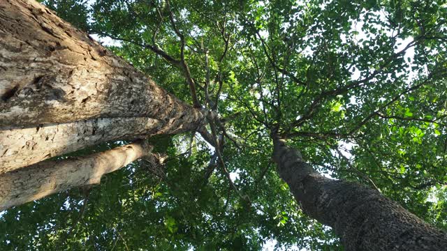 在雨林中寻找一棵树视频素材