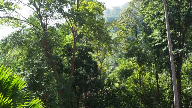 在热带雨林中寻找一棵树视频素材