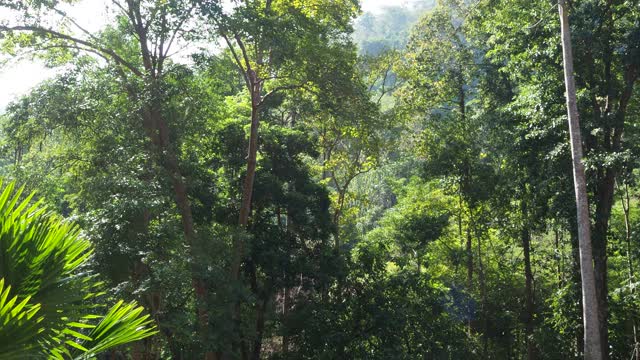 在热带雨林中寻找一棵树视频素材