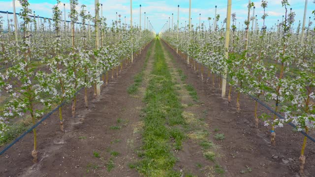 苹果园开花实生苗种植、农场视频素材