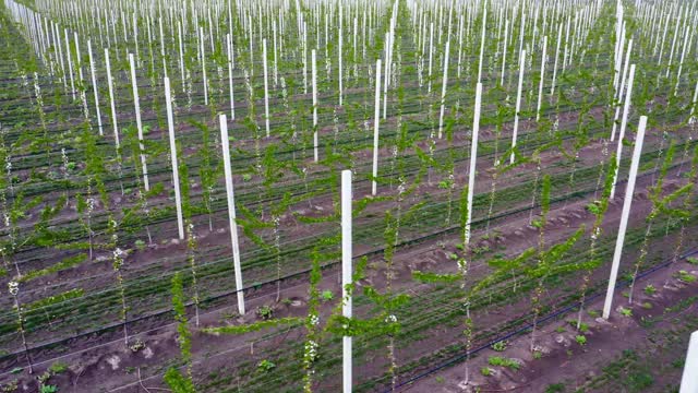 苹果园开花实生苗种植、农场视频素材