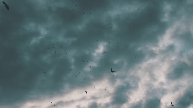 一群海鸥在天空的雨云中飞翔。许多海鸥在天空中高飞视频素材