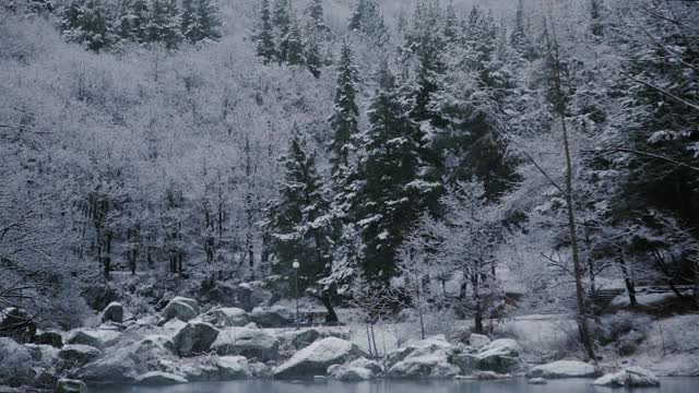 白雪覆盖着野生树木和云杉，湖面和石头视频素材