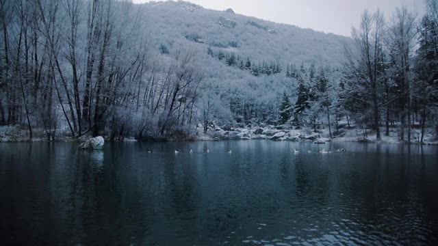 冬天的景观有白雪覆盖的森林，湖泊和游鸭视频素材