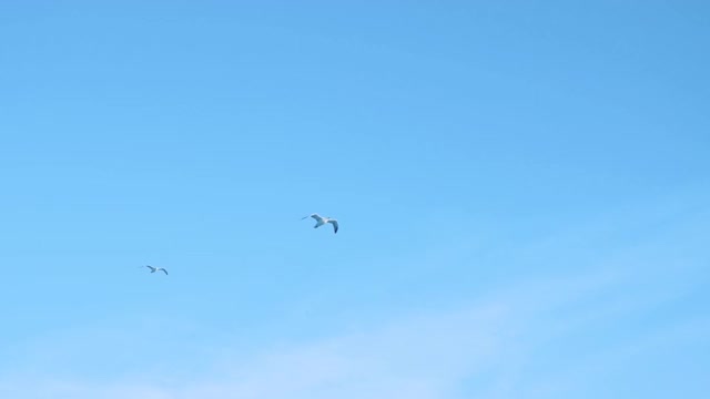 一群海鸥在蓝天上飞翔。鸟儿在飞翔，海鸥在海上飞翔。视频素材