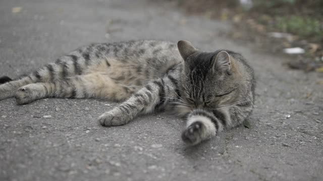 这只猫躺在地上洗澡，毛茸茸的流浪猫，无家可归的流浪猫视频素材