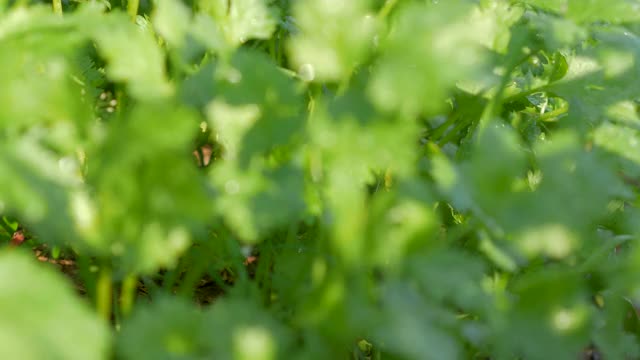 在后院的菜地中种植香菜作为食物配料视频素材