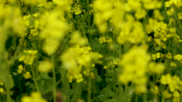 油菜开花。视频素材