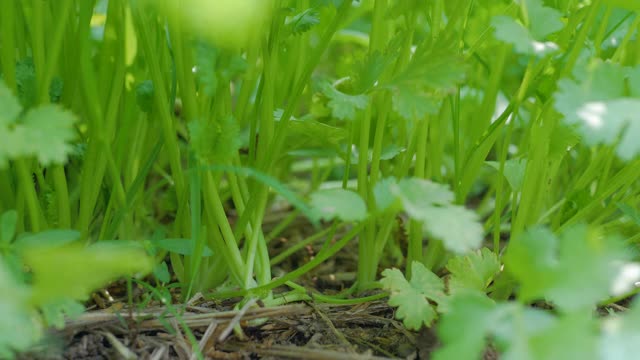 在后院的菜地中种植香菜作为食物配料视频素材