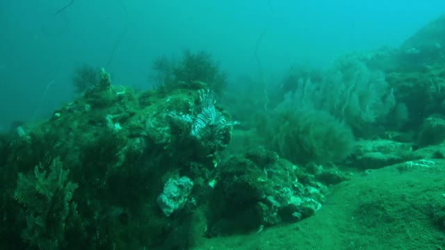 在海湾的水下视频素材