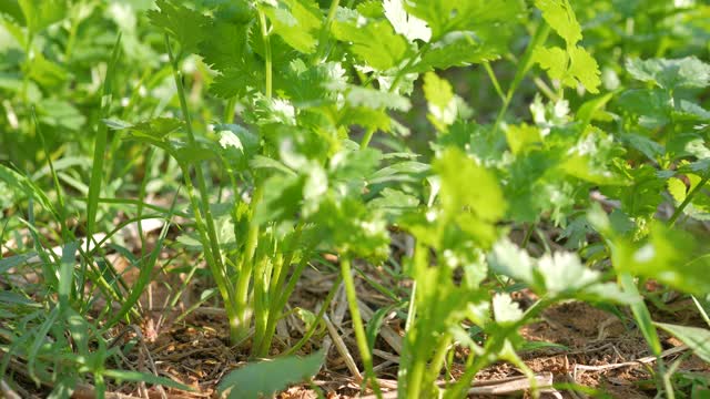 在后院的菜地中种植香菜作为食物配料视频素材