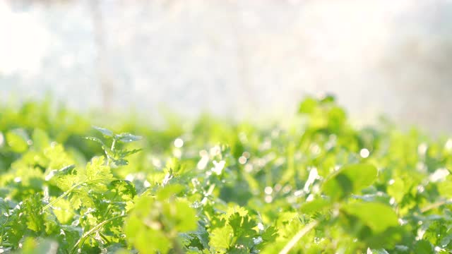 用阳光浇灌后院的菜地里的绿色香菜视频素材