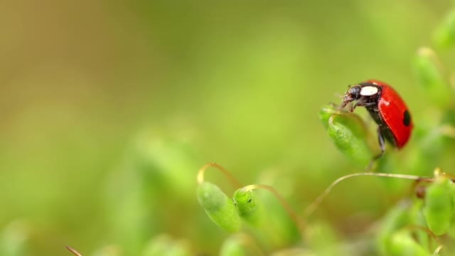 近距离野生动物瓢虫在绿色的草地在森林视频素材