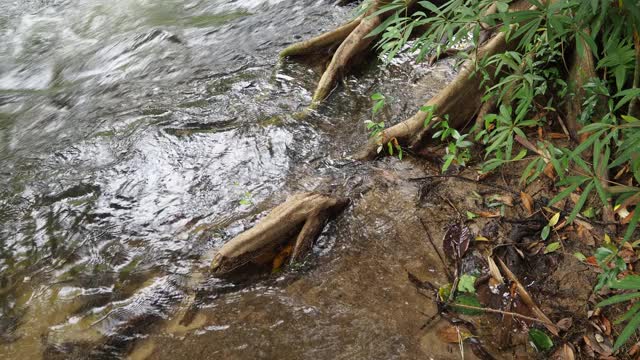 雨林中的小溪和水流视频素材