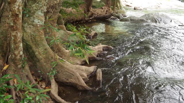 雨林中的小溪和水流视频素材