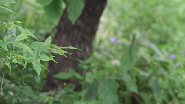 印度北阿坎德邦的传统节水方式视频素材