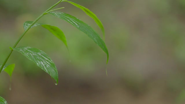 流水边一片树叶的生命视频素材