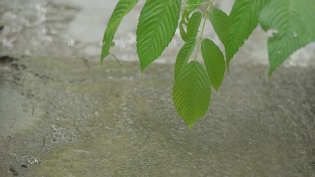 流水边一片树叶的生命视频素材