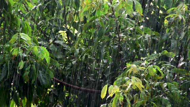 雨季，雨滴落下，绿叶在风中摇曳视频素材