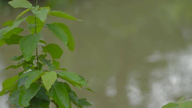 流水边一片树叶的生命视频素材