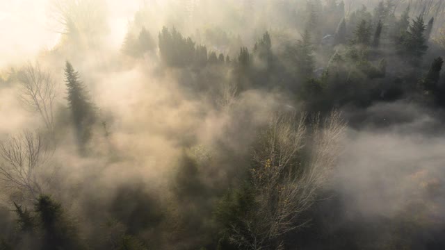 多雾的天气和树木，晨雾，阴郁的天气，阴郁的天气和树木，空中雾视图，空中雾视频，空中阴郁，滑翔在拱形的树木视频素材