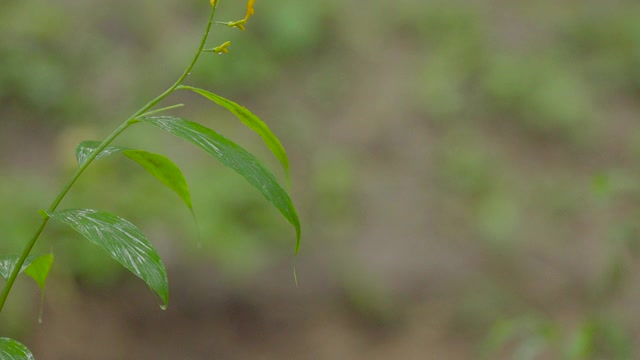 流水边一片树叶的生命视频素材