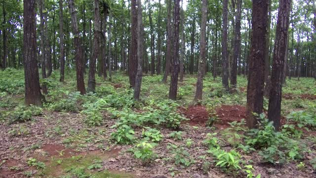 在喜马拉雅地区丘陵地区通过池塘收集雨水视频素材